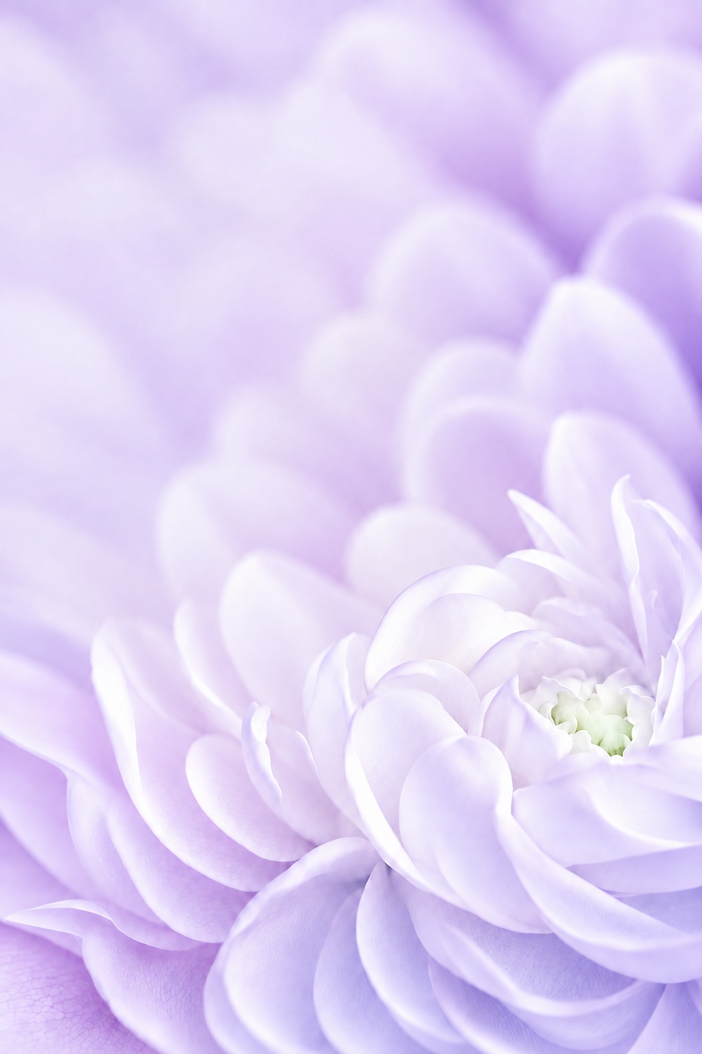 Luminous lilac flower from the JLC app